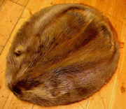 Beaver Fur